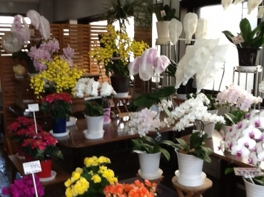 「八千代花園」　（埼玉県北本市）の花屋店舗写真3